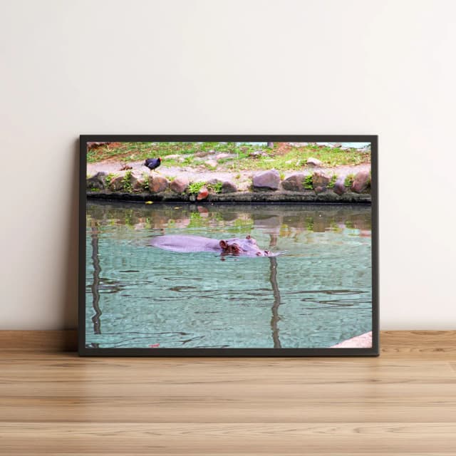 Quadro com hipopótamo relaxando na água 831