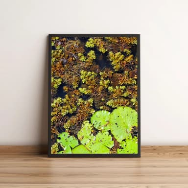 Quadro Folhas Verdes Em Lago 340