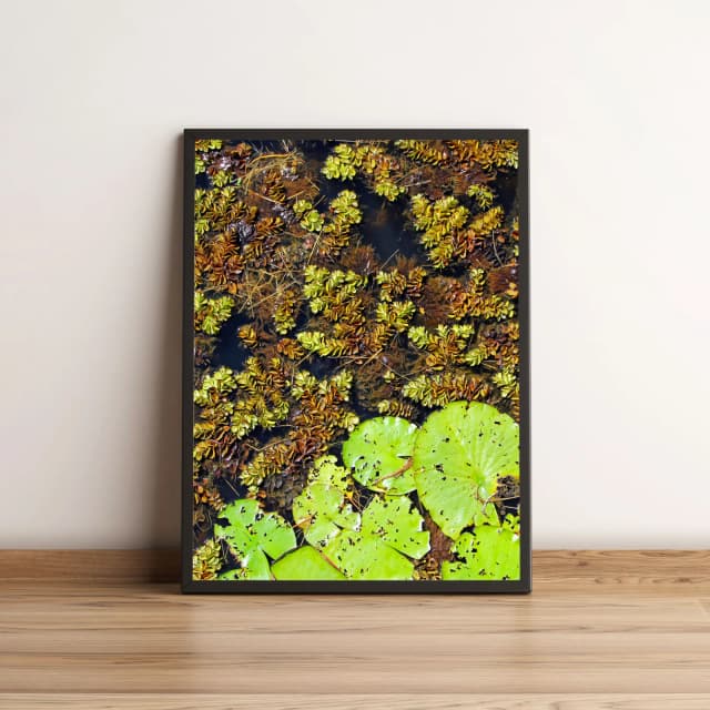 Quadro Folhas Verdes Em Lago 340