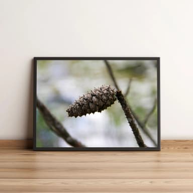 Quadro Pinha Em Galho De Árvore 37
