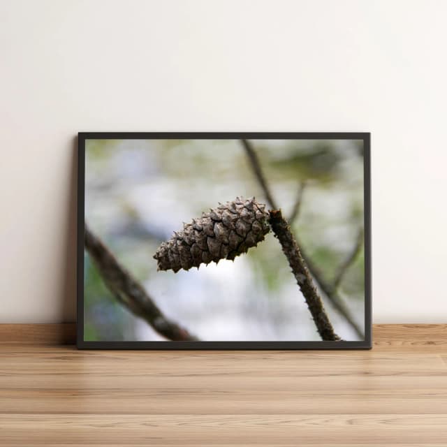 Quadro Pinha Em Galho De Árvore 37