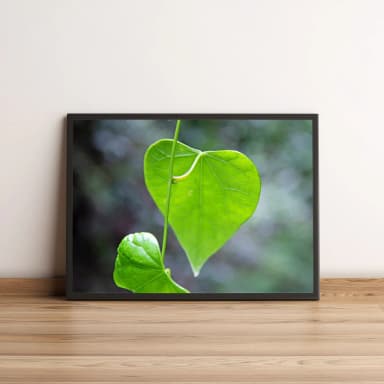 Quadro Folha Coração 12