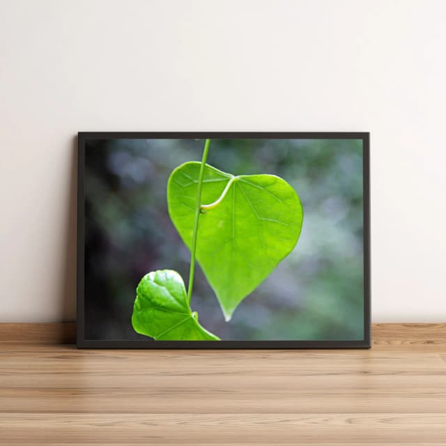 Quadro Folha Coração 12
