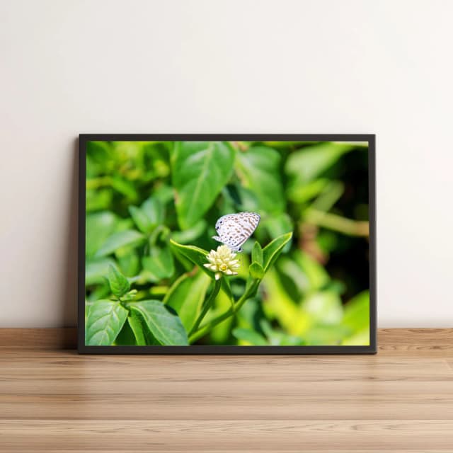 Quadro Borboleta Branco Sobre Flor 429