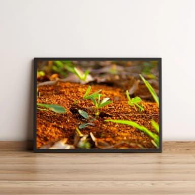 Quadro Plantas Verde no Chão de Terra 349