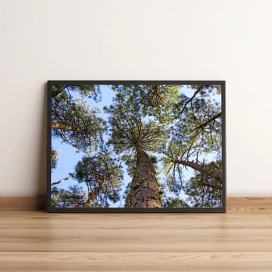 Quadro Floresta Com Árvores Verdes 39