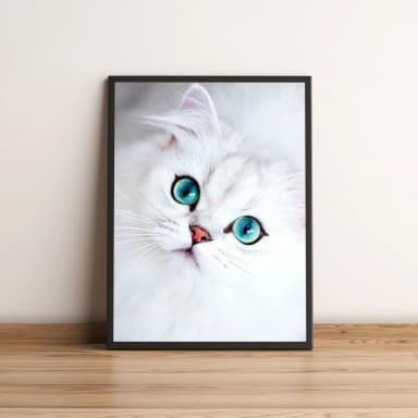 Quadro Gato Branco de Olhos Azuis 82