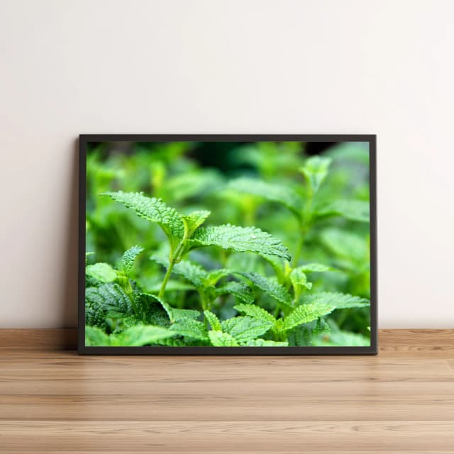 Quadro Jardim Com Plantas de Folhas Verdes 565