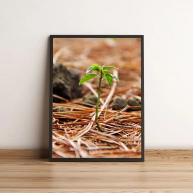 Quadro Pequena Planta Verde 19