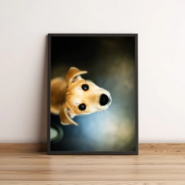 Quadro com Foto de Cachorro Adorável 148