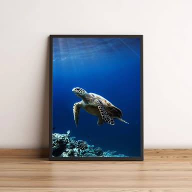 Quadro Tartaruga Nadando no Mar 353