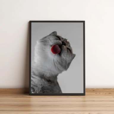 Quadro Gato Lambendo a Tela 20