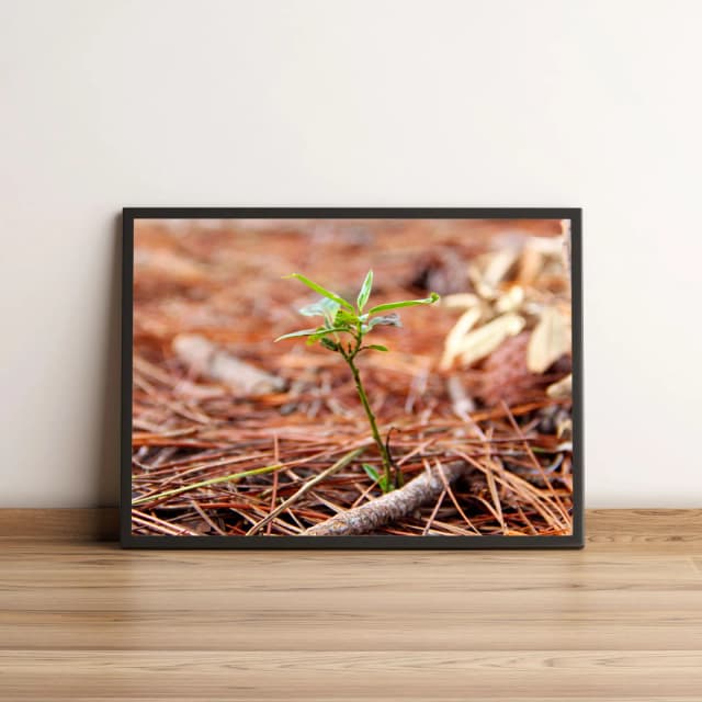 Quadro Pequena Planta Verde 341