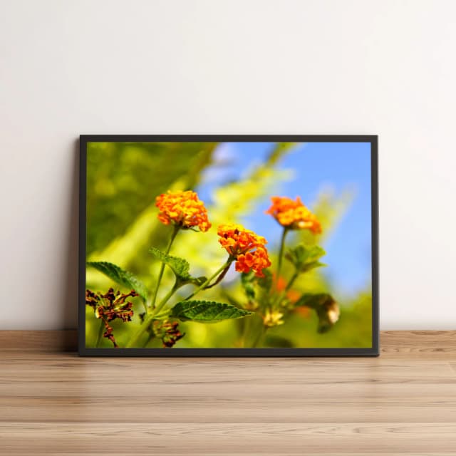 Quadro Flores de Pétalas Laranjas 845