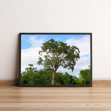 Quadro Decorativo com Árvore Verde em Paisagem Natural 1952
