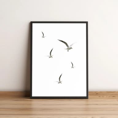 Quadro Pássaros Gaivota Voando 354