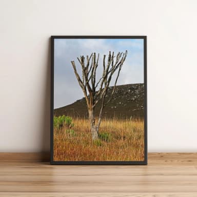 Quadro Árvore Seca Sem Folhas 20