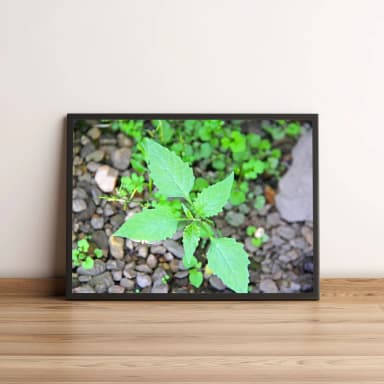 Quadro Planta Com Folhas Verdes 430