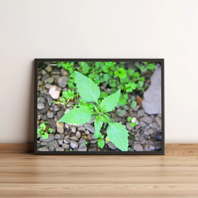 Quadro Planta Com Folhas Verdes 430