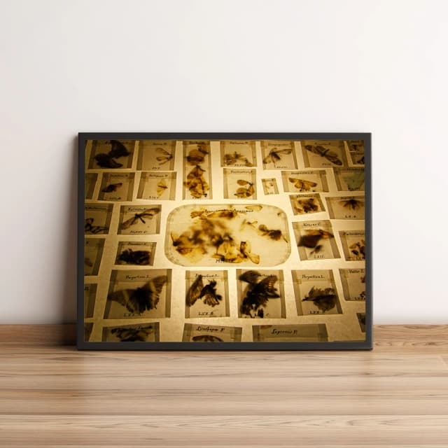 Quadro com fotografia de insetos catalogados vintage 842