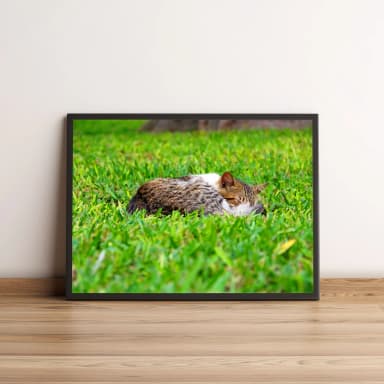 Quadro Gato Dormindo na Grama Verde 03