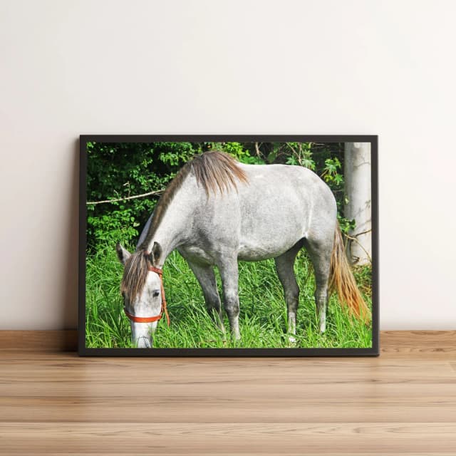 Quadro com Cavalo Branco Pastando na Natureza Verde 2034