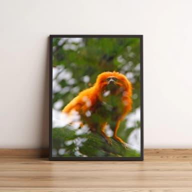 Quadro Reflexo Em Mico-leão-dourado 31
