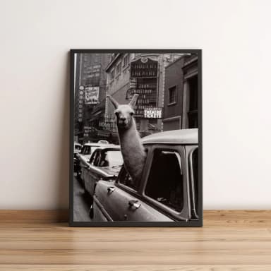 Quadro Lhama No Táxi Em Nova York 158