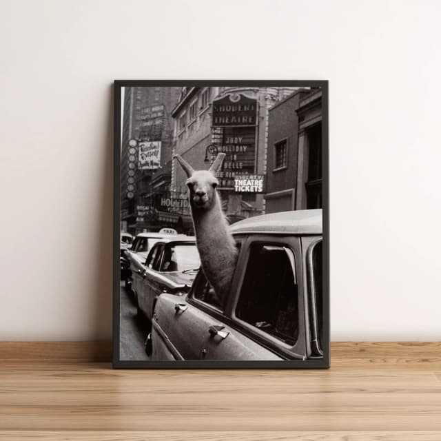 Quadro Lhama No Táxi Em Nova York 158