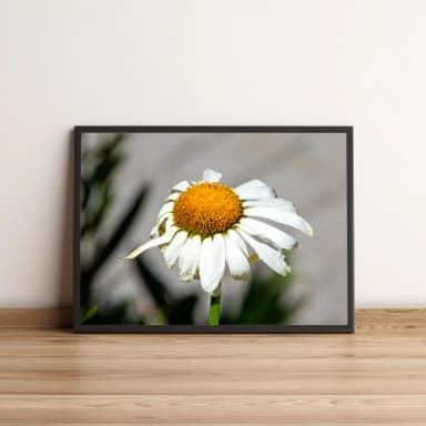 Quadro com flor margarida em destaque vibrante 833