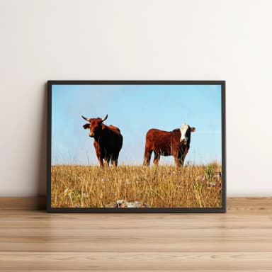 Quadro Vacas Em Pasto De Fazenda 35