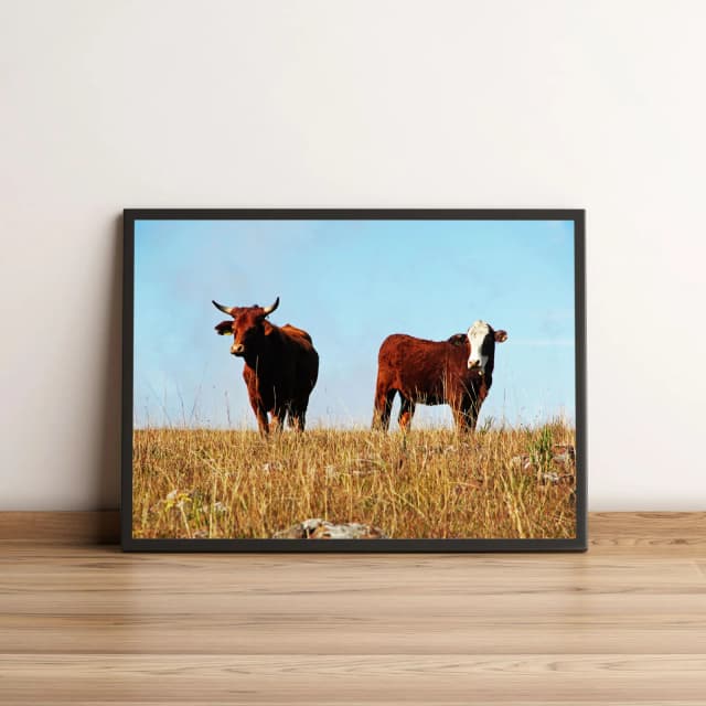 Quadro Vacas Em Pasto De Fazenda 35