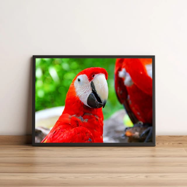 Quadro Arara Escarlate com Fundo Verde Vivo 1465