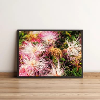 Quadro Decorativo com Flores Rosa e Brancas em Jardim 1968