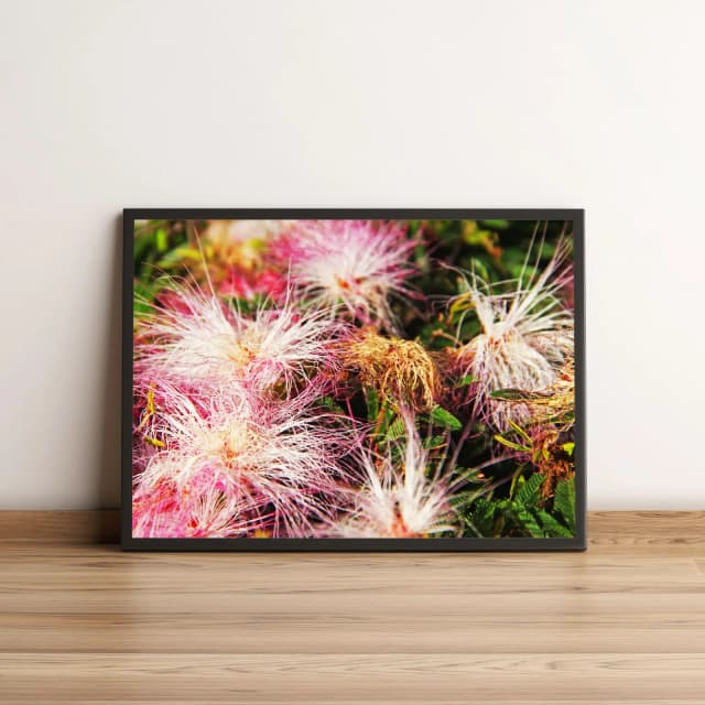 Quadro Decorativo com Flores Rosa e Brancas em Jardim 1968