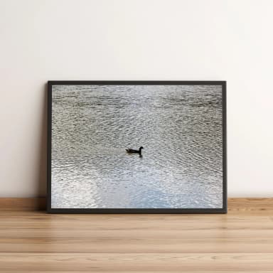 Quadro Decorativo com Pato em Lagoa com Água Serena 1955