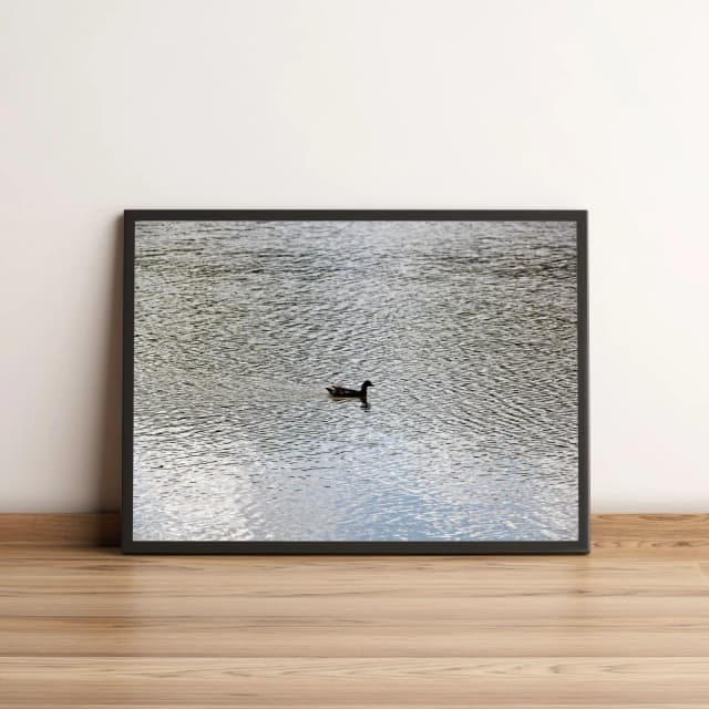 Quadro Decorativo com Pato em Lagoa com Água Serena 1955