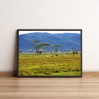 Quadro Vacas em Pasto Verde 433