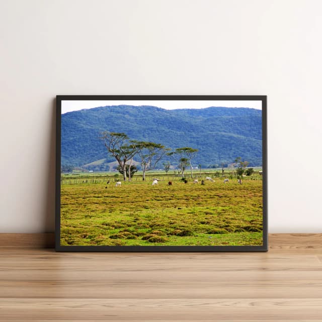 Quadro Vacas em Pasto Verde 433