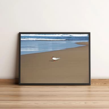 Quadro Pássaro em Areia de Praia 432