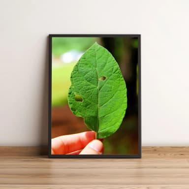 Quadro Folha Verde Com Furos 01
