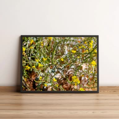 Quadro Decorativo Flores Amarelas no Campo Natural 1524