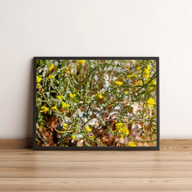 Quadro Decorativo Flores Amarelas no Campo Natural 1524