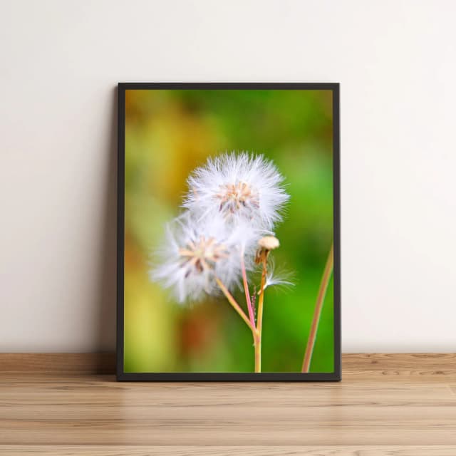 Quadro Flor Dente-de-leão 130