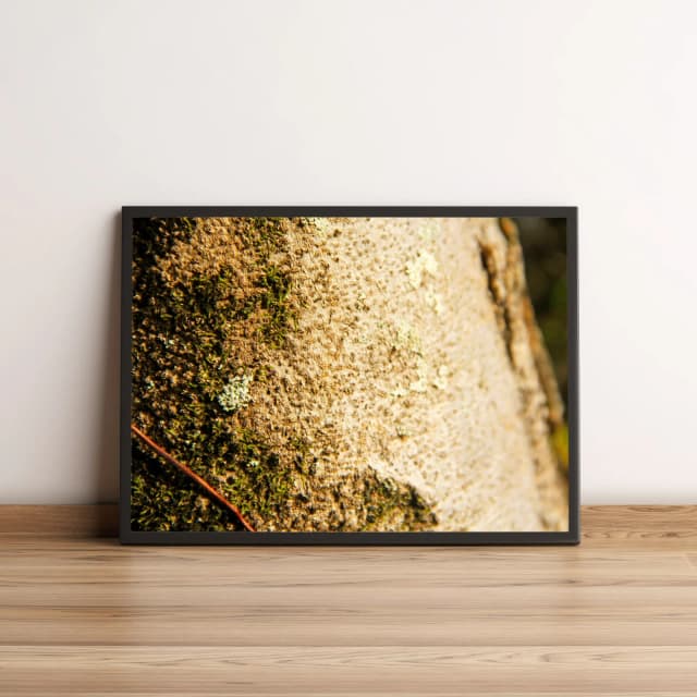Quadro Musgo em Casca de Árvore 481