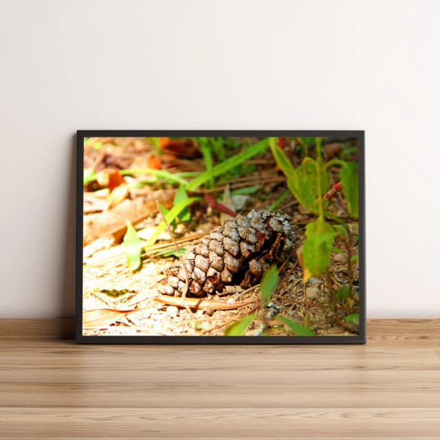 Quadro com fotografia de pinha em detalhe natural 841