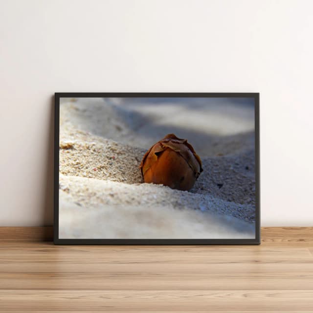 Quadro Semente na Areia em Luz Suave 1718