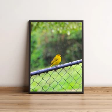 Quadro Pássaro Amarelo Em Cerca 45